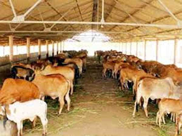 मुरैना में बनेगा हाईटेक गौशाला